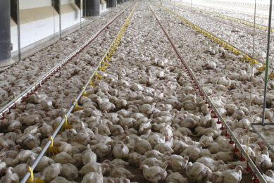 In December 2022, MHP produced 57,000 tonnes of poultry. Photo: Hans Princes