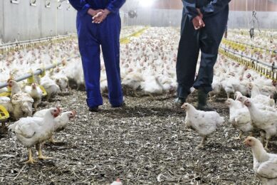 People carry the avian influenza virus into premises on contaminated shoes, clothes, machines, animal feed and bedding. Photo: Lex Salverda