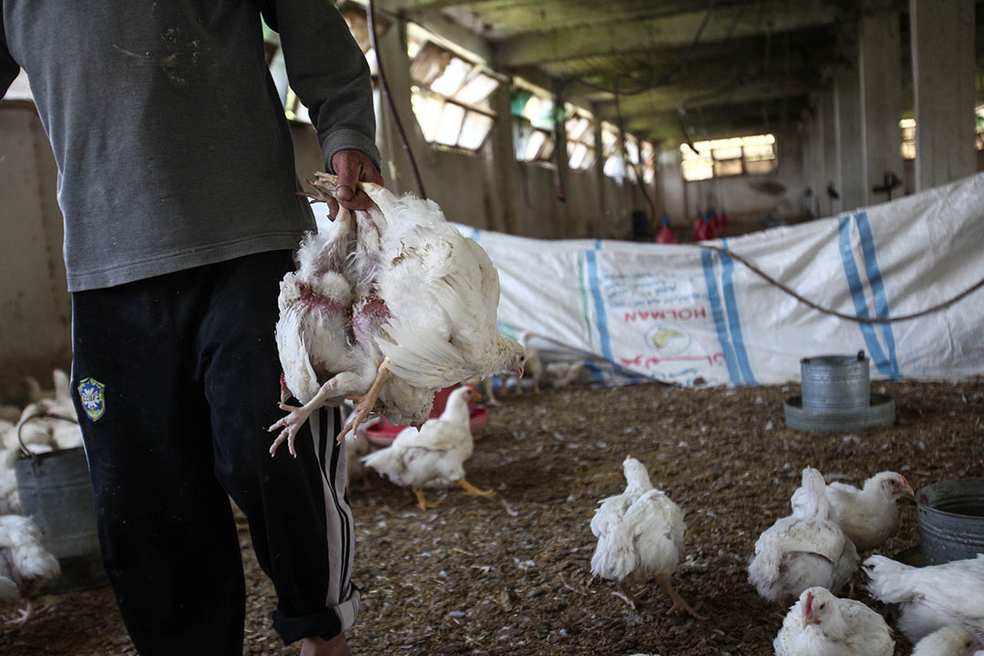 Chicken prices have seen a huge rise in the Egyptian poultry market due to high feed prices which has led to the majority of Egyptians no longer buying meat. Photo: ANP
