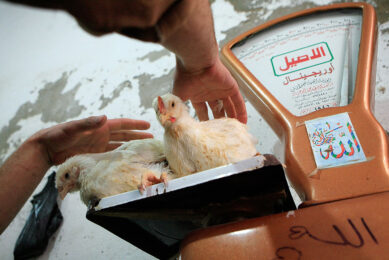 Egyptians are having to count the cost of calories in their diet to make ends meet. Photo: ANP