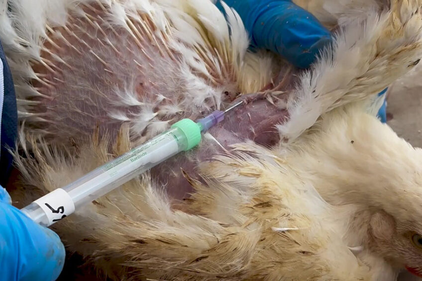 Blood tests can be done without sacrificing birds. Photo: DSM