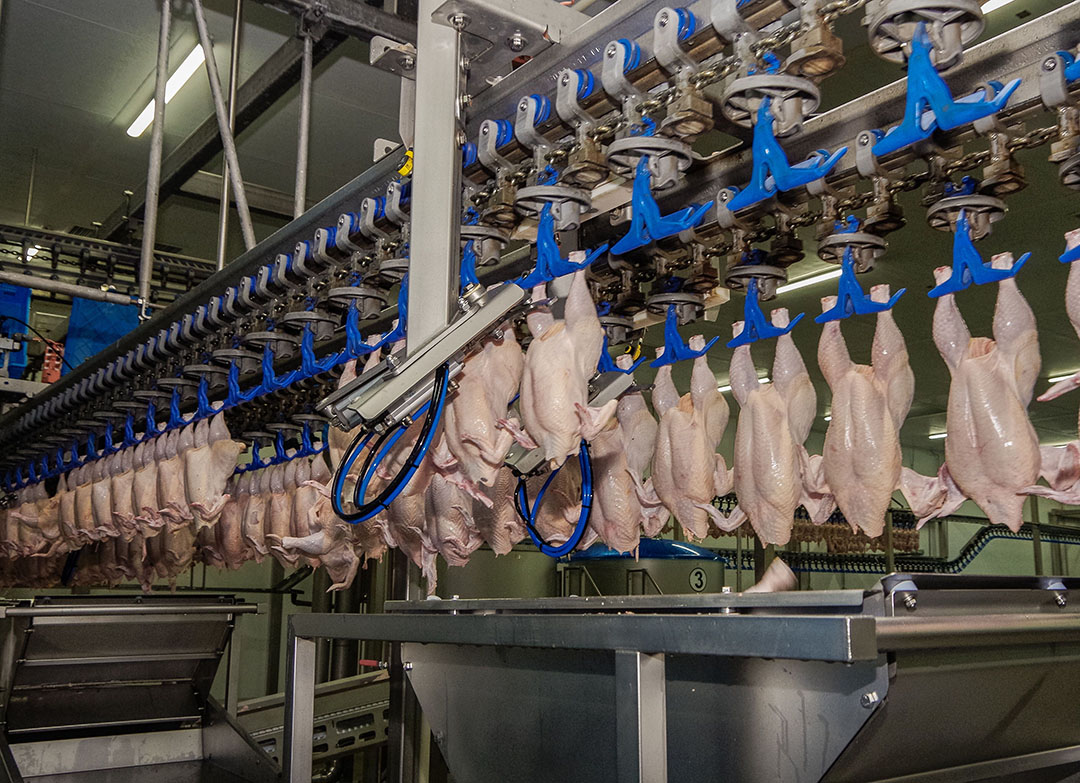 Apart from operations in the east of the country, Ukraine's poultry industry showed resilience. Photo: MHP