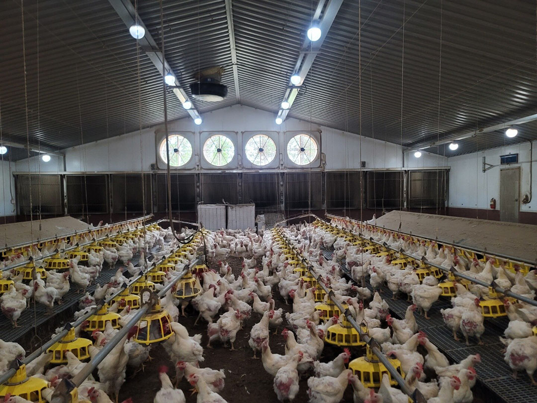 Sam Hwa's modern poultry farms rely heavily on automation. Photo: Allen Kim