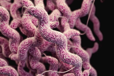 Campylobacter sp. Photo: The Centers for Disease Control and Prevention (CDC)