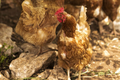 Plans are underway to boost the local poultry sector in Ghana. Photo: Freepik