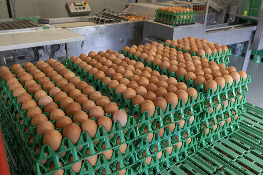 With the total layer flock down by about 9%, egg prices skyrocketed in the US. Photo: Koos Groenewold