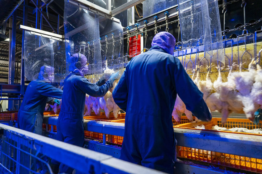 The bigger picture: EU poultry production set to fall