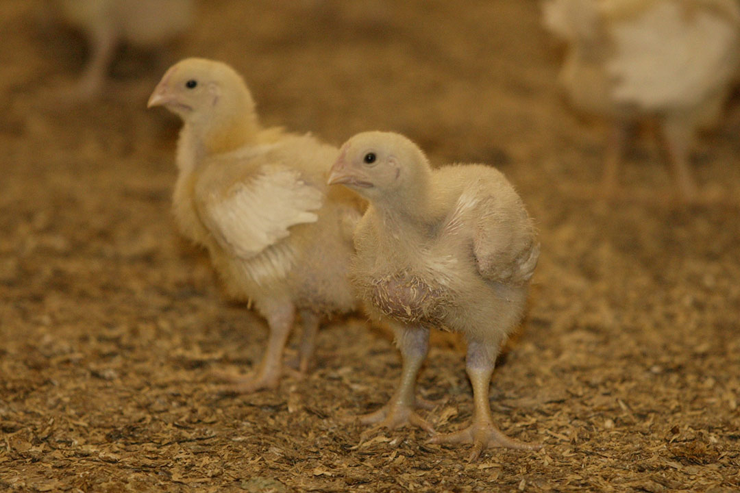 RSPCA to challenge Defra over legality of fast-growing broilers - Poultry  World