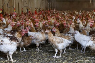 The South African Poultry Association (SAPA) has invested 1.14 billion rand (US$78 million) since 2019 in the expansion of production facilities to support new commercial farmers. Photo: Ton Kastermans