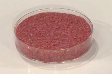 The world's first cultured hamburger (unfried) at a news conference in August 2013. The cultured meat product was developed by a team of scientists from Maastricht University. Photo: World Economic Forum