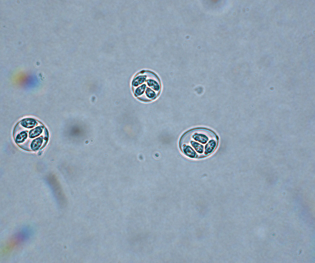 Sporulation of the oocyst occurs outside the birds in the litter. Warmth, humidity, and atmospheric oxygen facilitate sporulation of the oocyst, a process that lasts 1-2 days depending on the Eimeria species. Photo: Vijay Durairaj