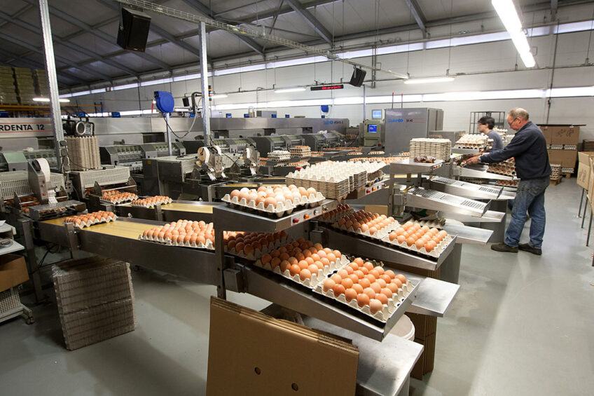 Global egg production has increased by 347 per cent over the last 50 years.