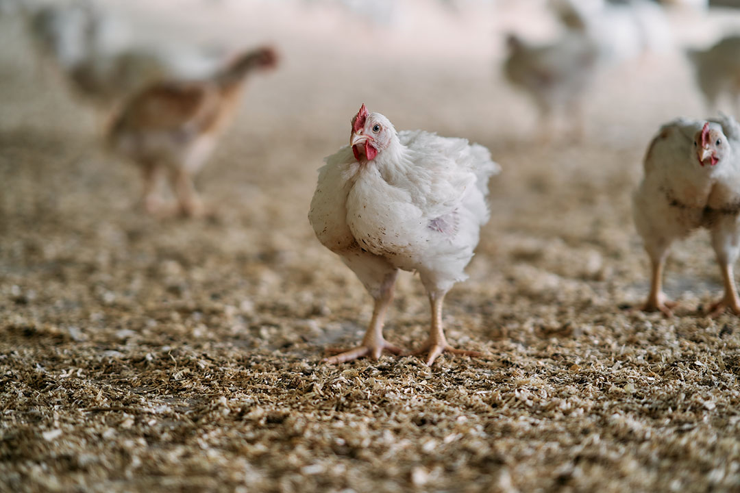 In addition to lower global land use, more efficient broilers also require less water. Photo: Poultry World