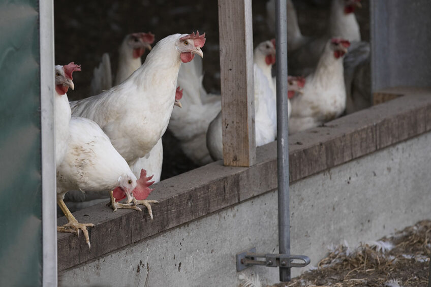 he potential for vaccination to play a role in HPAI prevention and emergency management in layer hens has been discussed widely in recent months. Photo: Hans Banus