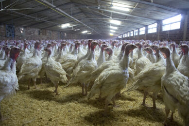 Coccidiosis ranked #9 in a 2022 US turkey industry survey of 38 health issues. Photo: Marcel van Hoorn