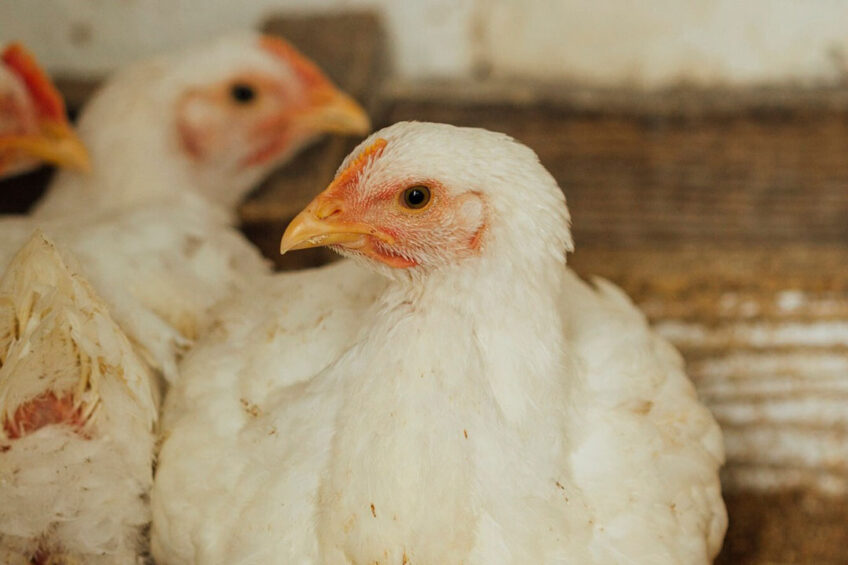 In 2022, more than half of the 3 million tonnes of poultry produced in Poland was exported. Photo: Freepik