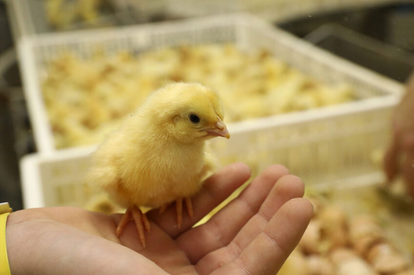 As highlighted in other studies, since embryonic growth represents 30 to 40% of the total development time of the commercial broiler, incubation conditions may influence post-hatch broiler performance.