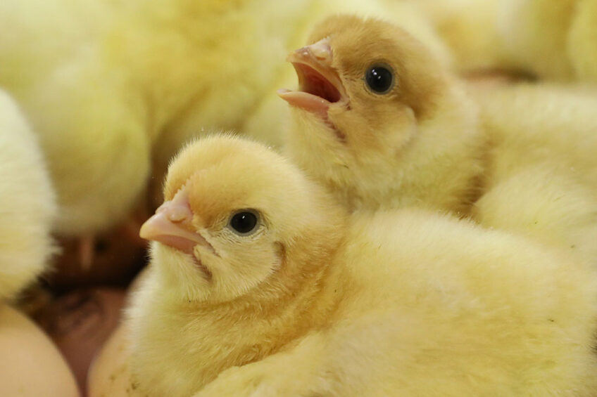 The latest EU outlook said there was a decline in 2022 in EU poultry production of around 1.7%, which was lower than in 2021. Photo: Henk Riswick