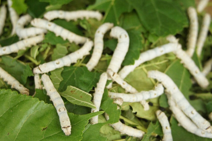 Hungarian scientists assessed the effects of 4% defatted silkworm meal incorporated into the diets of chickens at various growth stages. Photo: netple21