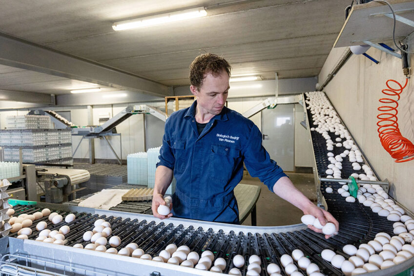 With higher egg prices, producers start planning expansion of production, including building new poultry houses. Photo: Herbert Wiggerman