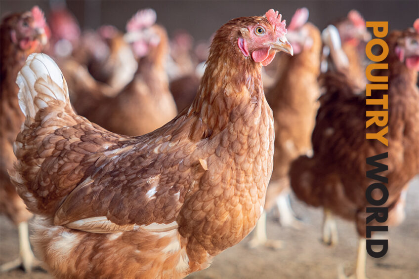 Avian influenza vaccines in the latest edition of Poultry World