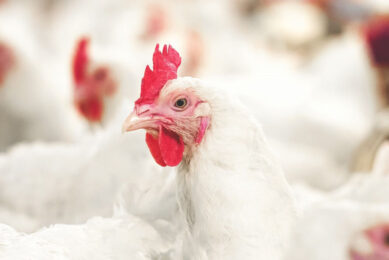 Orego-Stim has long been used to support control programmes for coccidiosis and necrotic enteritis in poultry production worldwide.  Photo: Anpario