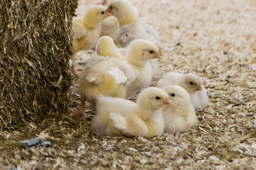 The new poultry research centre will aim to advance research and innovation in the poultry sector. Photo: Ronald Hisink