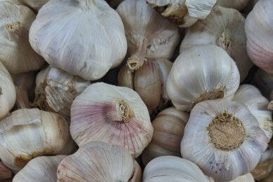 Garlic and its bioactive compounds can benefit broilers affected by coccidiosis. Photo: Farah Alabbouchi