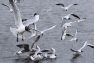 In wild birds, black-headed gulls continued to be heavily affected by avian influenza. Photo: Matthew Cassidy