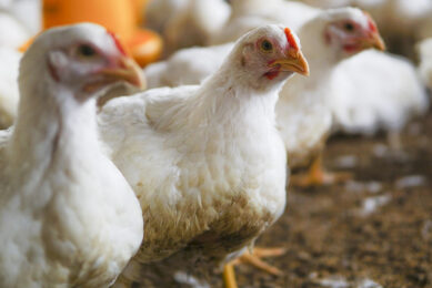 The Competition Commission examines the power of the concentrated and vertically integrated poultry sector and discusses the role of imports in constraining local prices. Photo: Wirestock