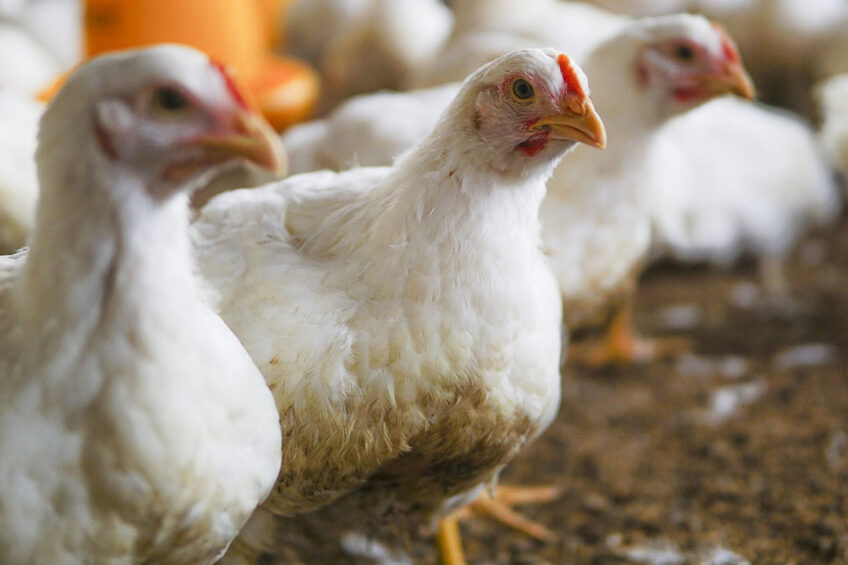 The Competition Commission examines the power of the concentrated and vertically integrated poultry sector and discusses the role of imports in constraining local prices. Photo: Wirestock