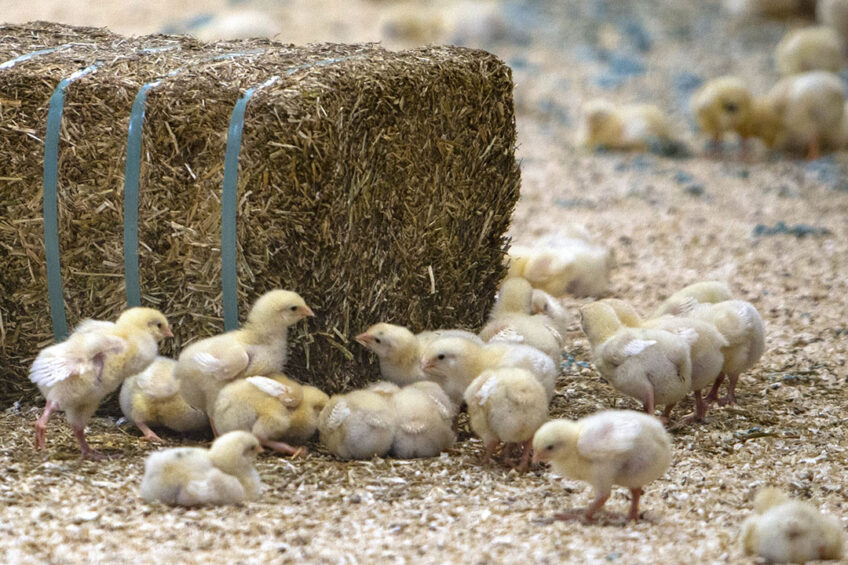 Over 350 companies in Europe and the UK have signed up to the Better Chicken Commitment. Photo: Ronald Hisink