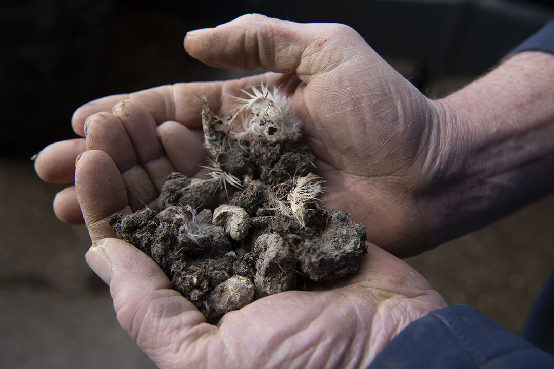 The handling characteristics of manure are mainly influenced by its moisture content. Photo: Mark Pasveer