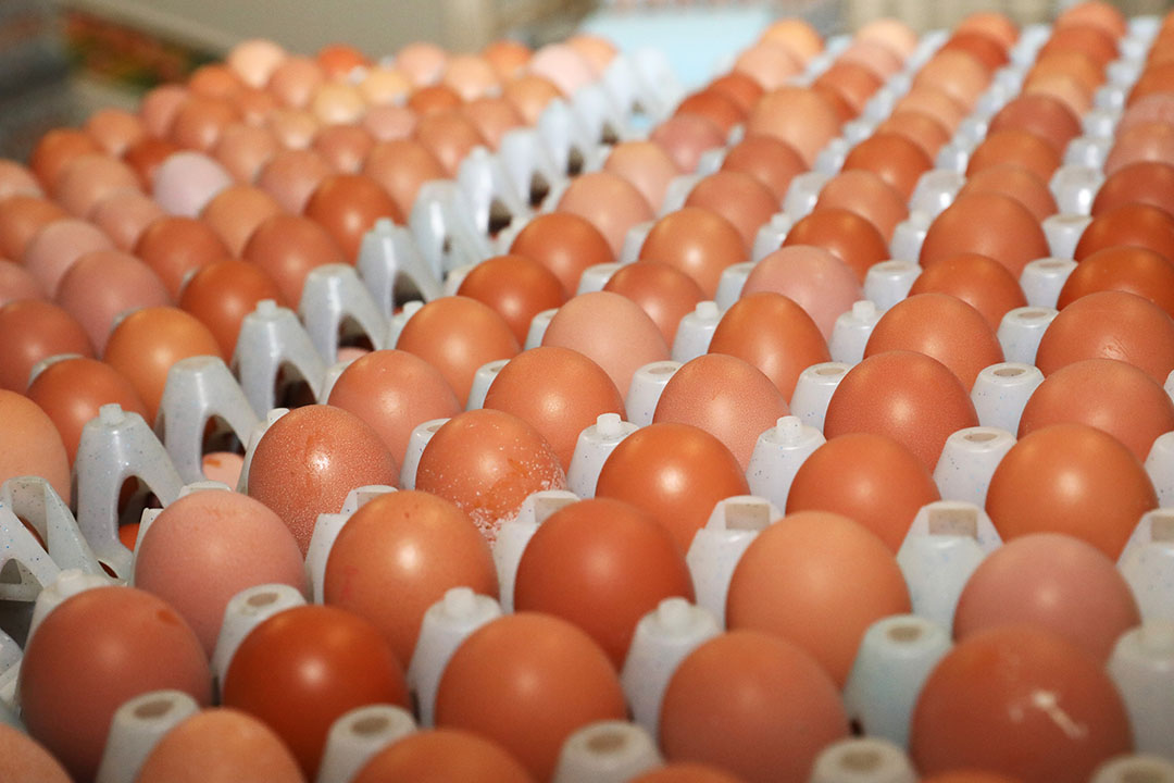 Between 2011 and 2021, world egg production increased from 65.5 million tonnes to 86.4 million tons, or by 31.9%. Photo: Henk Riswick