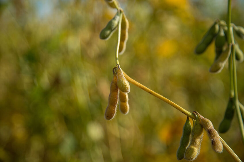 The US expects soybean production of 122.7 million tons this season. Photo: Canva