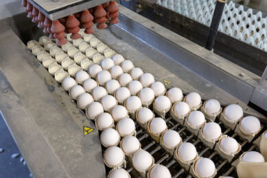 Compared to meat, the share of traded table eggs in egg production was very low. Photo Herbert Wiggerman
