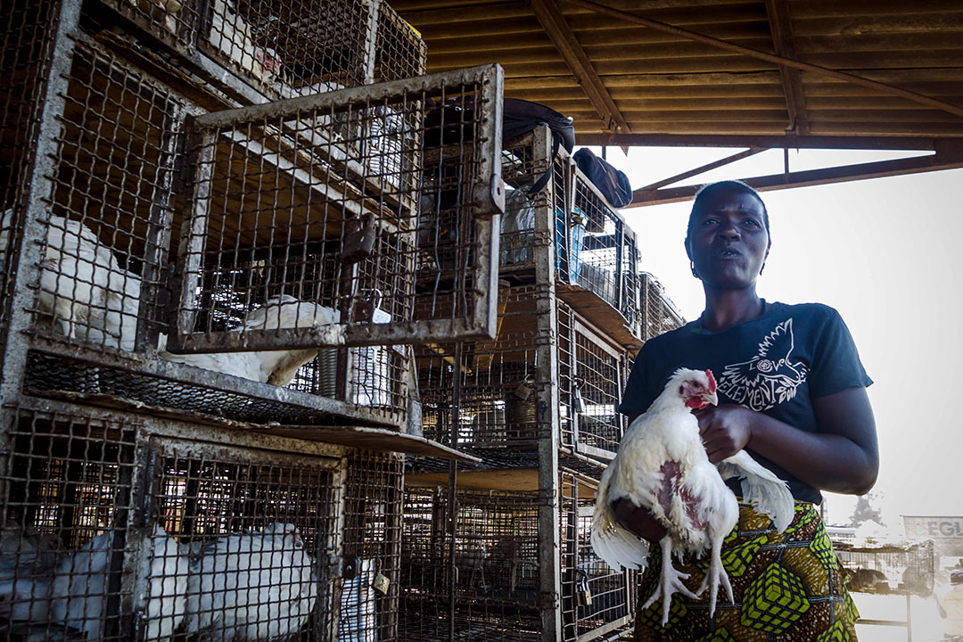 Next generation genetics, such as genome editing and genomic selection, offer great opportunities for African poultry farmers, enabling them to increase their birds’ genetic potential and alleviate some of the industry’s issues. Photo: ANP