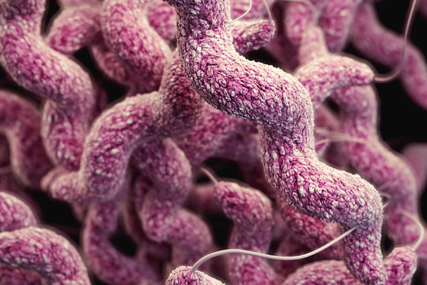 Campylobacter jejuni is a leading cause of bacterial-derived gastroenteritis in the US. Photo: CDC