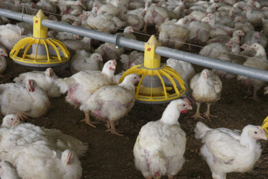 Access to feed and water for young chicks is important to support intestinal growth and development.