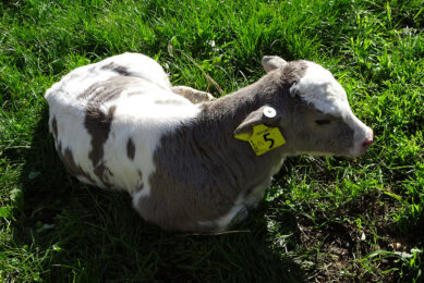Calves generated from cells with homozygous edits display a novel grey and white coat pattern.