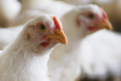 The WOAH has adopted a resolution which will serve as a basis for shaping future avian influenza control activities Photo: Wirestock
