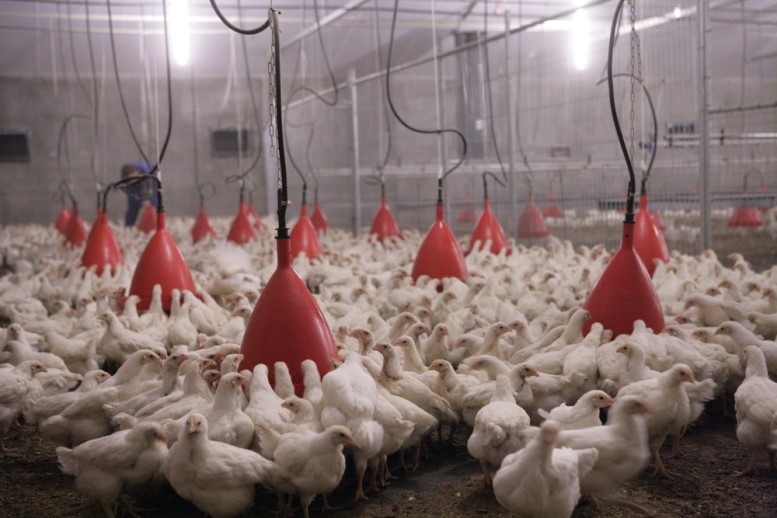 Audit cycle changes for poultry across major UK farm assurance scheme