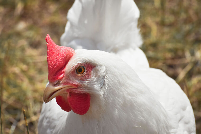 The use of newly-harvested corn in poultry diets has been reported to cause wet droppings and increased feed costs Photo: Canva