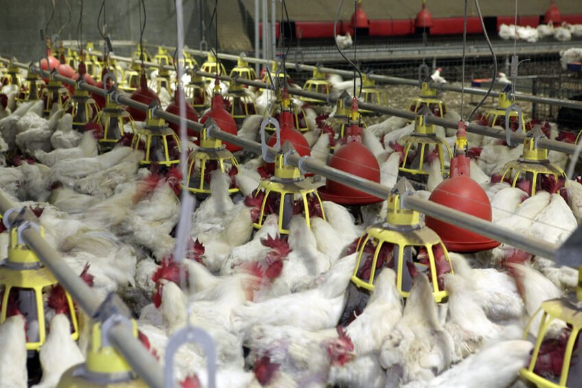 If not managed, selection for increased growth rate and appetite can result in excessive body weight which interferes with natural mating in broiler breeders. Photo: Henk Riswick