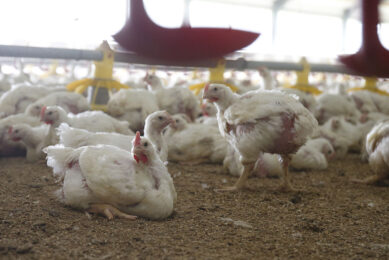 In 2023, Belarus plans to manufacture 701,000 tonnes of broiler meat. Belarus is the largest poultry exporter to Russia. Photo: Hans Prices