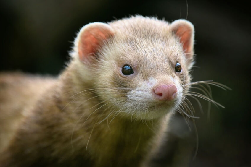 It is reported that 50,000 farmed mink and foxes are to be culled. Photo: Canva
