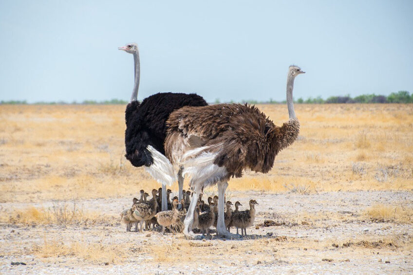 A semi-desert family of wild ostriches in south-west Zimbabwe. Photo: Ross Cooper