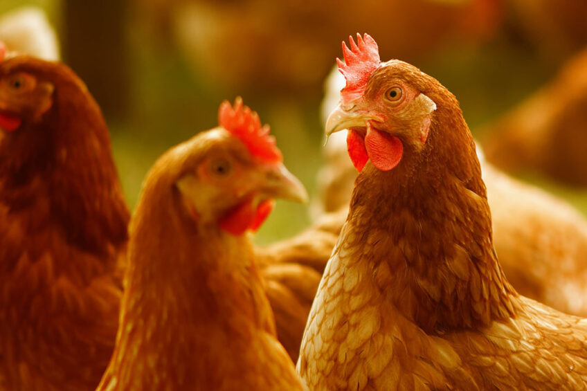 Companies continue to make the transition to cage-free. Photo: Alexas Fotos