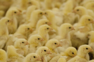 Ukraine is Poland's largest importer of day-old chicks. Photo: Mark Pasveer