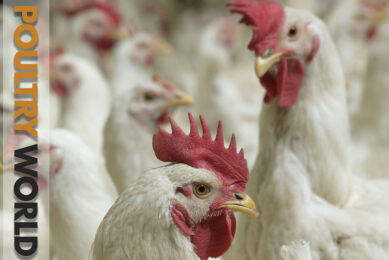 Welfare in the latest edition of Poultry World